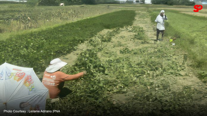 Ilocos Norte partners with Australian University for soil health research