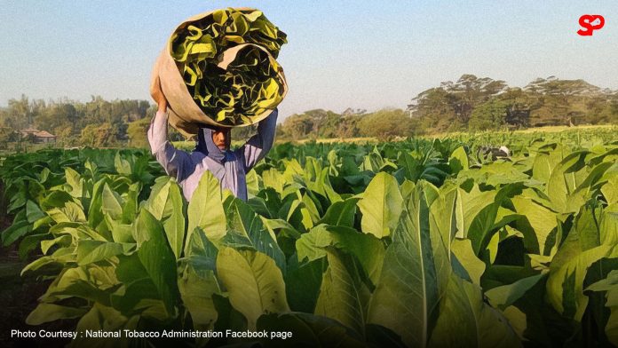 Laoag City promotes tobacco farming with incentives for farmers