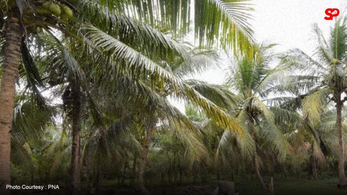 PCA aims to fertilize 55,000 coconut palms in 2025 to boost production