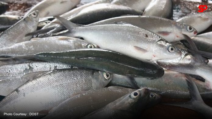 SaMaPa assures no bangus shortage amid price increase