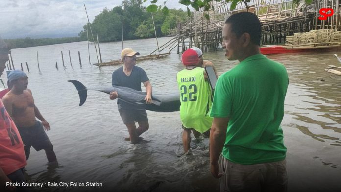 2 dolphins found dead; 3 injured returned to sea