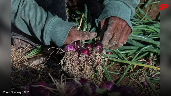 Army worm infestation affects onion crops in 9 towns in Pangasinan