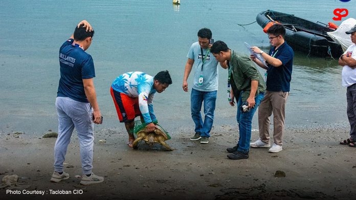 Green Sea Turtle found in Tacloban fish cage dies after ingesting plastic debris