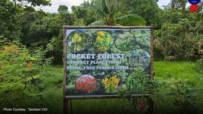 Tacloban City strengthens green initiatives with tree planting at demo farm